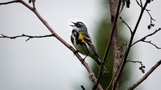 Yellowrumped Warbler Song 8 June 2021 [upl. by Mulcahy]