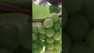 Acho que estou podando certo a videiraplantação uvas [upl. by Dukie]