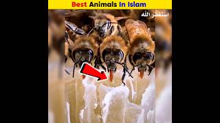 Best Animals in Islam  Arslan Speaks shortsfeed facts amazingfacts [upl. by Melamie]