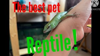 Emerald Tree Skink Care guide  Is it the Best Pet Reptile [upl. by Lukasz]