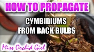 Propagating Cymbidiums from back bulbs [upl. by Aneem]