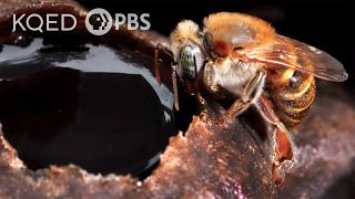 Stingless Bees Guard Tasty Honey With Barricades Bouncers and Bites  Deep Look [upl. by Akinet]