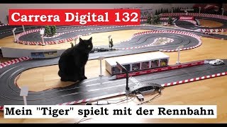 Tiger vs Mercedes Benz SLS AMG GT3  Tiger spielt mit Carrera Bahn  Carrera Digital 132 [upl. by Rinum]