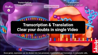 transcription and translation  transcription class 12 bio  transcription and translation animation [upl. by Eitsirhc]