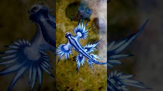 Blue Sea Dragon Glaucus atlanticus  Observed in Description [upl. by Ihn]