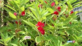 How to make your garden with Beautiful flower plants  Poovali  News7 Tamil [upl. by Hayalat554]