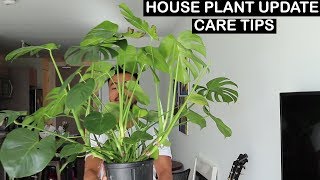 HOUSEPLANT UPDATE  CARE TIPS [upl. by Menard]