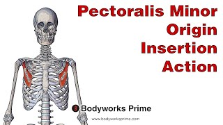 Pectoralis Minor Anatomy Origin Insertion amp Action [upl. by Eberle]