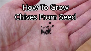 How to Grow Chives On A Windowsill From Seed With Time lapse [upl. by Ademla]