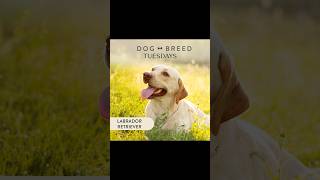 Dog Breed Spotlight The Lovable Lab [upl. by Hackett]