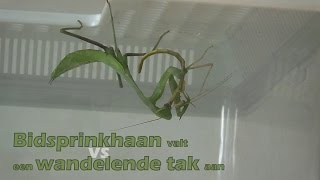 Bidsprinkhaan valt wandelende tak aan en eet deze helemaal op  Praying mantis attacks stick insect [upl. by Imugem]