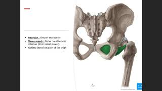 Pelvic diaphragm Foundation A17 [upl. by Giaimo]