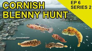 Falmouth Blenny Hunt Chasing Scales Species Hunt EPISODE 26 [upl. by Nivlag376]