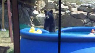 Black bear removing duck floaty from pool [upl. by Roice]