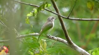 23 Endemic Birds of Sri Lanka [upl. by Ahmed]