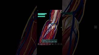 Nerves Arteries amp Veins of the Cubital Fossa🕸️ App Easy Anatomy medschool anatomy usmle [upl. by Othelia]