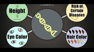 Biology with subtitle through AMOEBA SISTERS  DNA Chromosomes Genes and Traits [upl. by Gotcher]