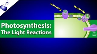 The Light Reactions of Photosynthesis [upl. by Akenit]