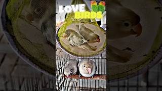 Lovebirds breeding 🦜 trending youtubeshorts shorts birds lovebirds youtube pets parrot [upl. by Sumedocin]