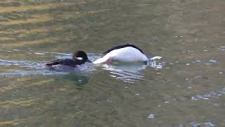 Bufflehead amp mate filmed with Panasonic fz300 [upl. by Mcgruter845]