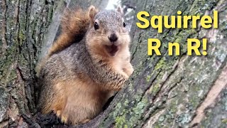 Squirrel R and R [upl. by Norad]