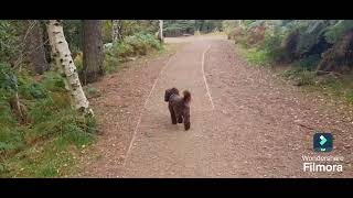 Alderley Edge country park forest Wizard wonder hunt trail excalibur [upl. by Anawahs44]