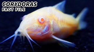 Corydoras Facts the CORY CATFISH facts  Animal Fact Files [upl. by Yeliab]