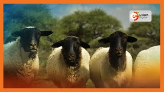 Kenyas Gold  Dorper Sheep cross breeding and breed improvement  Gold Chat Part 1 [upl. by Atirres313]