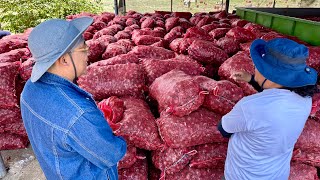 Mahusay at Maunlad na Farmer Owner at Farm Worker Perfect Partnership from Onion to Rice Farming [upl. by Neraa]