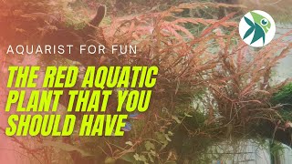 HYGROPHILA PINNATIFIDA the RED AQUATIC PLANT that you should know about CARE GUIDE amp MELTING TIPS [upl. by Snah]