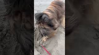 Wicket the Briard  Beach Time music fun adorable fluffydog funny briard silly [upl. by Sokram]