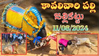 Kavali Vari Palli 🐂 Jallikattu 🤯  11082024 కావలివారి పల్లి జల్లికట్టు  Chittoor Jallikattu 😍 [upl. by Ennaylil680]