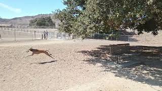 The Packs Idea of Fun Saluki salukis smoothsalukis afghanhounds smoothafghanhounds [upl. by Ahtnahc]