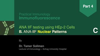 IIF  Part 4C  ANA IIF Nuclear patterns 3  Dr Tamer Soliman [upl. by Burnett756]