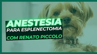 Esplenomegalia em cães [upl. by Neelav478]