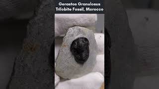 Gerastos Granulosus Trilobite Fossils from Morocco fossil fossils geology earth science [upl. by Cram]