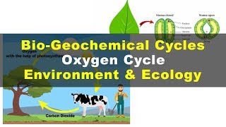 What is Oxygen Cycle  Environment amp Ecology [upl. by Ymeon]