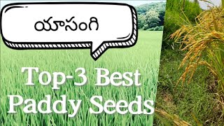 యాసంగి top 3 Paddy seeds  Best paddy seeds for rabi  teugu  paddy cultivatio in telugu [upl. by Meaghan]