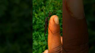 water scorpion Nepidae 🤫😯 animals insects nepidae insectbehavior [upl. by Erolyat504]