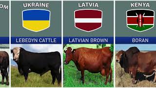 Cattle Breeds From Different Countries [upl. by Andrien]