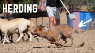 My CATTLE DOG Herding Sheep LIVE ACTION [upl. by Gnut]