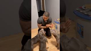 He still smells the hot dogs 😂😂 puppy pitbullsworld doglover americanbully petowner doglover [upl. by Irrep]