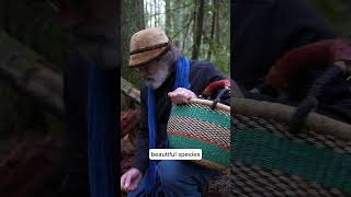 A short mushroom hunt with Paul Stamets [upl. by Woll]