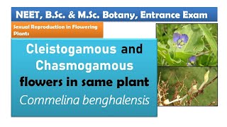 Cleistogamy and Chasmogamy in Commelina benghalensis  Pollination [upl. by Areval]