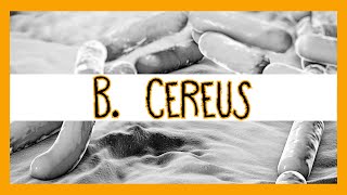 Bacillus Cereus [upl. by Marjorie]