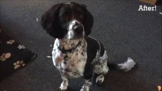 English Springer Spaniel Getting Clipped 🐾 [upl. by Akinihs13]