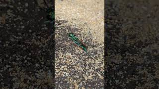 Emerald cockroach wasp check description foryou insects [upl. by Nic]