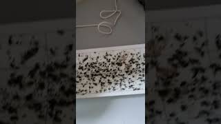 lutte contre les mouches dans la maison pas dodeur pas d insecte mort partout [upl. by Zena]