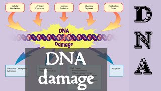 DNA damage and repair  DNA damage response [upl. by Gibe]