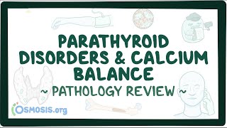 Parathyroid disorders and calcium balance Pathology Review [upl. by Nosneh544]